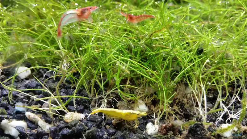 Einrichtungsbeispiele für Aquarien mit Yellow Fire Garnelen (Neocaridina davidi)