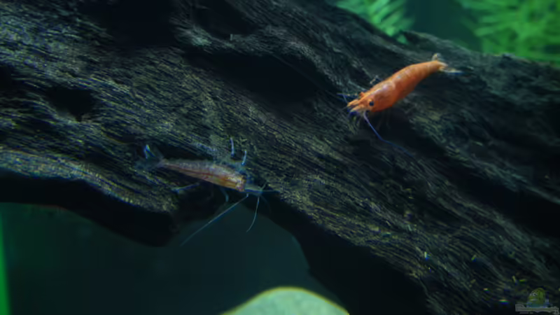 Sakura von cichlid15 (5)