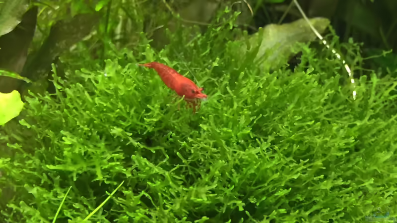 Sakura von DavidK31 (11)