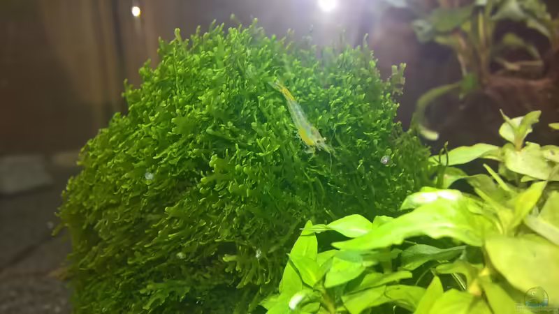 Sakura von echo (15)