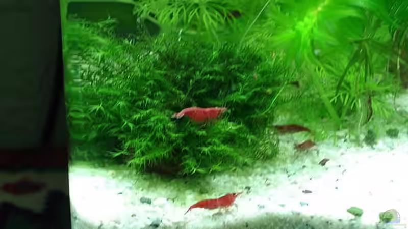 Sakura von hej kompisar (21)