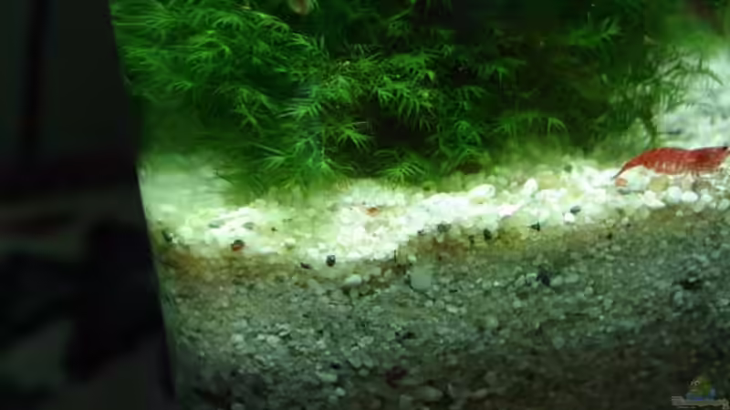 Sakura von hej kompisar (22)