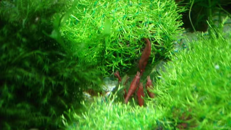 Sakura von hej kompisar (23)