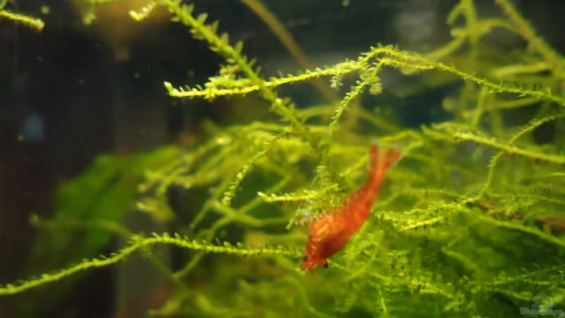 Sakura von manala (30)