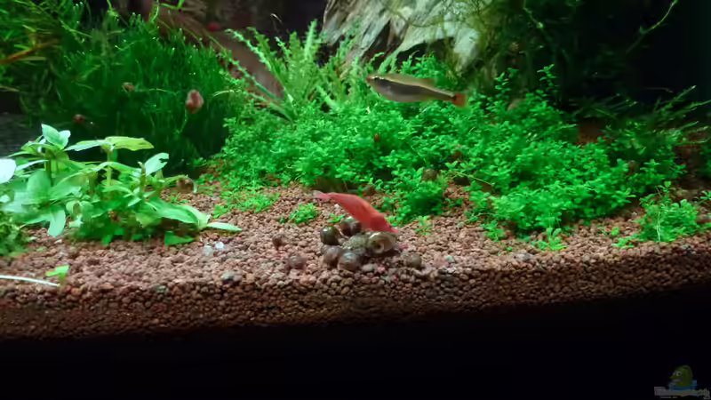 Sakura von mike1963 (32)