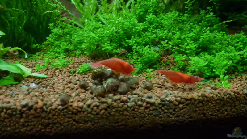 Sakuras von mike1963 (34)