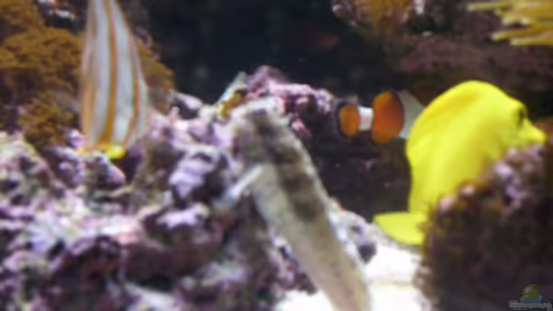 Salarias fasciatas von EX-MALAWI (15)