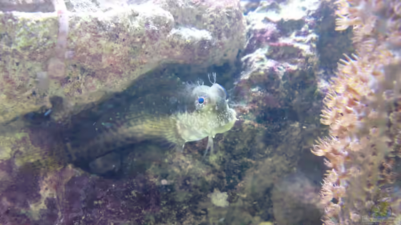 Salarias fasciatus - Juwelen Felshüpfer von ~Sascha~ (21)