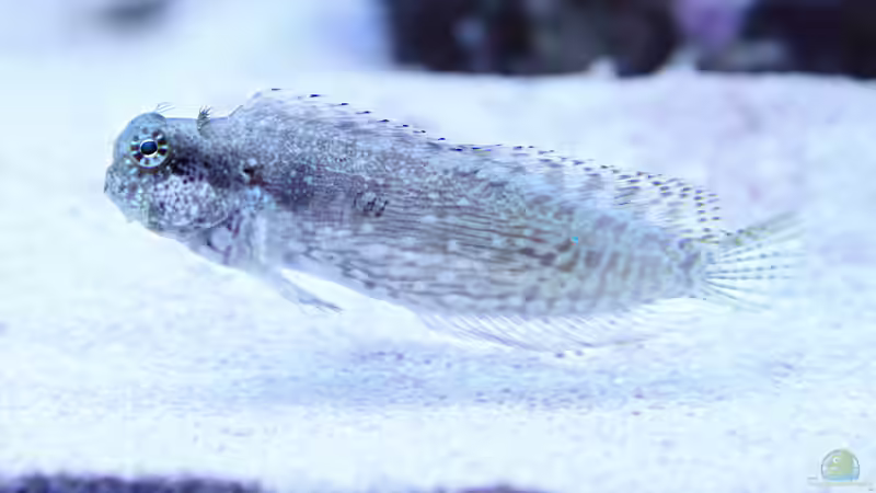 Juwel: Hersteller von Aquaristik-Produkten (Einrichtungsbeispiele für Juwel Aquarien)