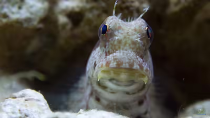 Salarias fasciatus Fridolin von Azalee (18)