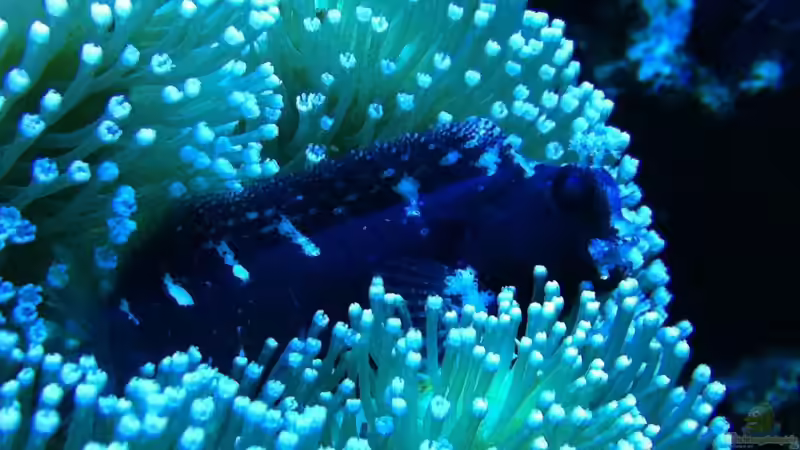 Salarias obscurus von DaHeit1982 (15)