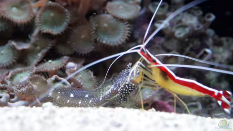 Salarias ramosus - Schleimfisch von Susanne Axt (46)