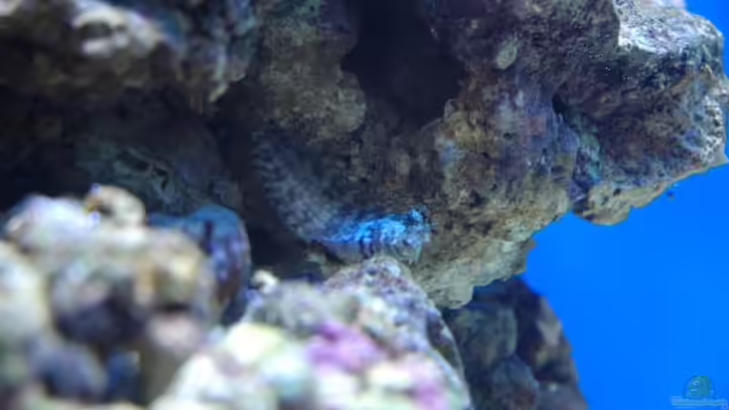 Salaris Fasciatus / Juwelen Felshüpfer von Christian Fenzel (24)