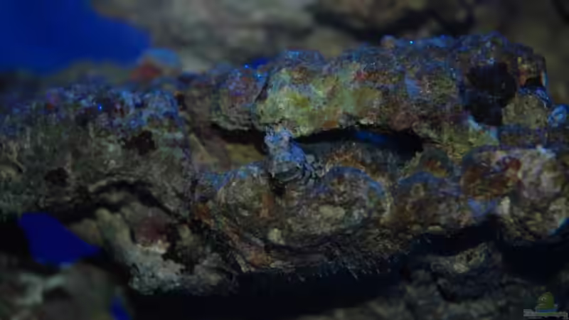 Juwel: Hersteller von Aquaristik-Produkten (Einrichtungsbeispiele für Juwel Aquarien)