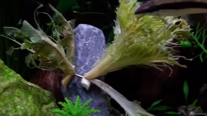 Salat Bild 1 (30min im Becken) von SK Aquarienleben (68)