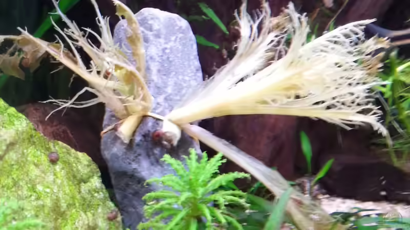 Salat Bild 2 (4std im Becken) Haben fertig von SK Aquarienleben (69)