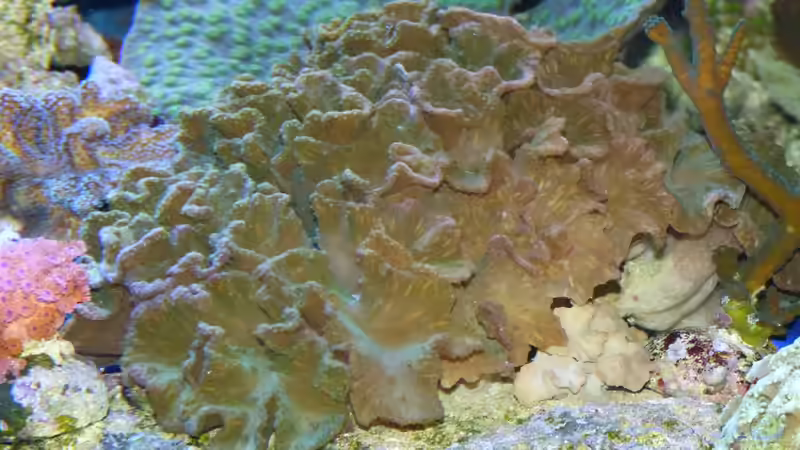 Salatblattkoralle von Leni13 (45)