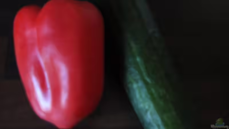 Salatgurke und Paprika werden gereicht! von Florian Bandhauer (24)