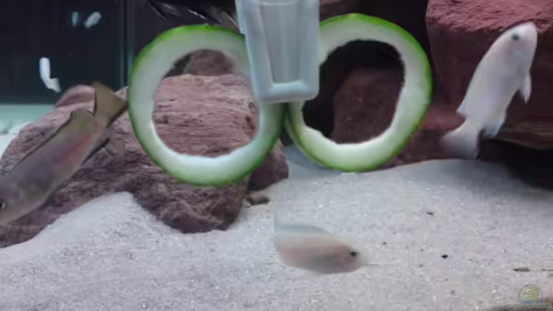 Salatgurke wurde angenommen von Debby & Daniel (19)