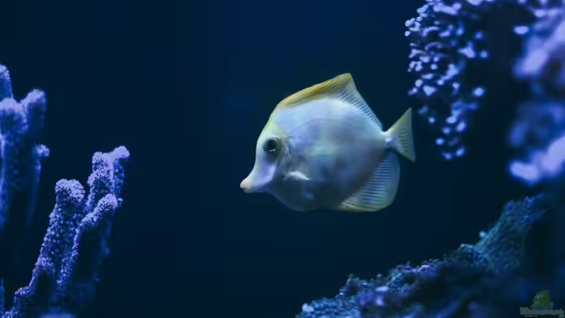 Salinität im Aquarium - Grundlagen, Bedeutung und Praxis