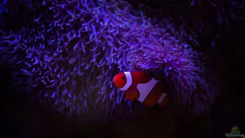 Salinität im Aquarium - Grundlagen, Bedeutung und Praxis