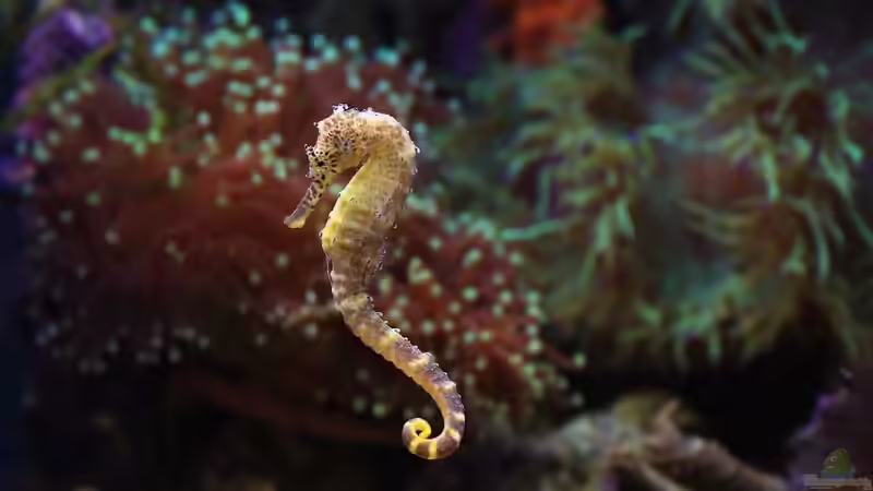 Salinität im Aquarium - Grundlagen, Bedeutung und Praxis