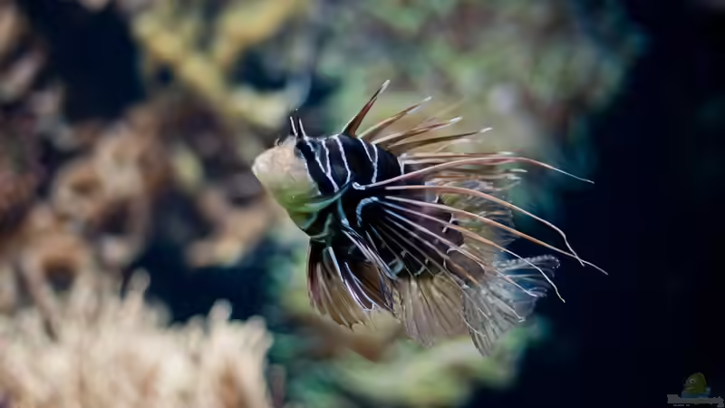 Salinität im Aquarium - Grundlagen, Bedeutung und Praxis