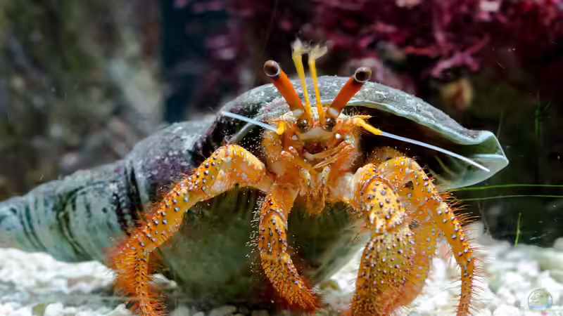 Salinität im Aquarium - Grundlagen, Bedeutung und Praxis