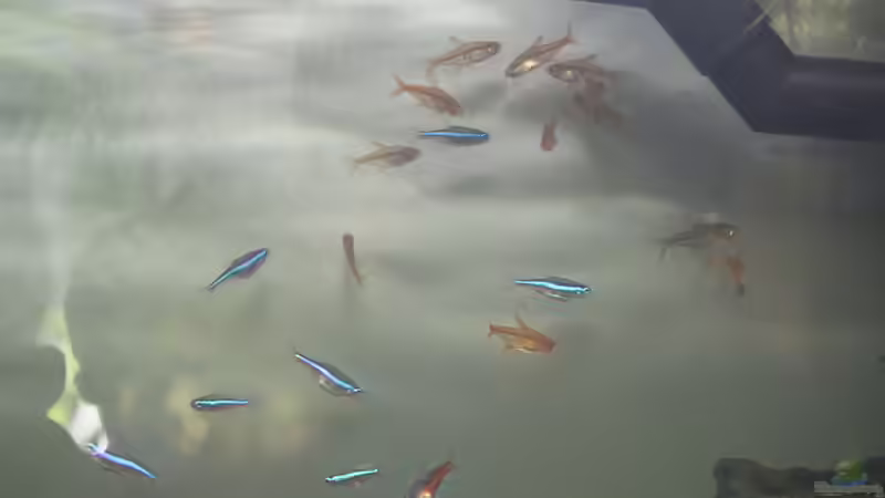 Salmler... von ESA_72 (34)