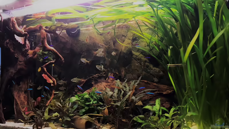 Salmler Aquarium  von Raven887 (20)