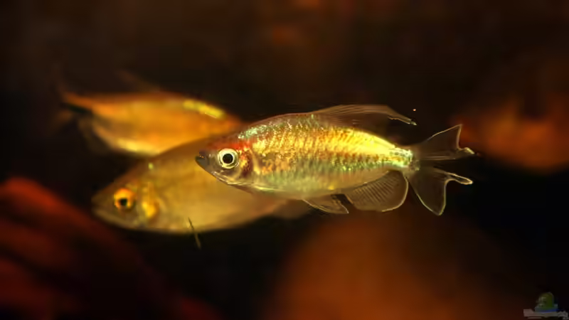 Salmler aus Afrika: Wenn es nicht die südamerikanischen Arten sein sollen