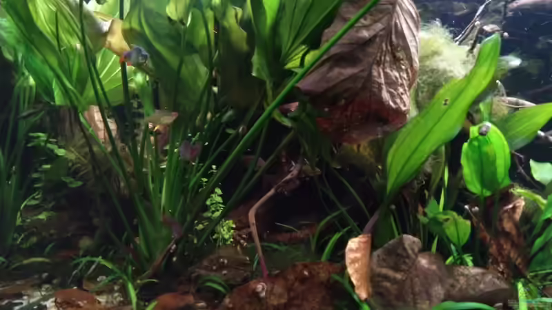 Salmler Connection von SaMü (5)