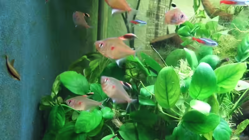 Salmler-Fütterung von Süsswasserskipper (12)