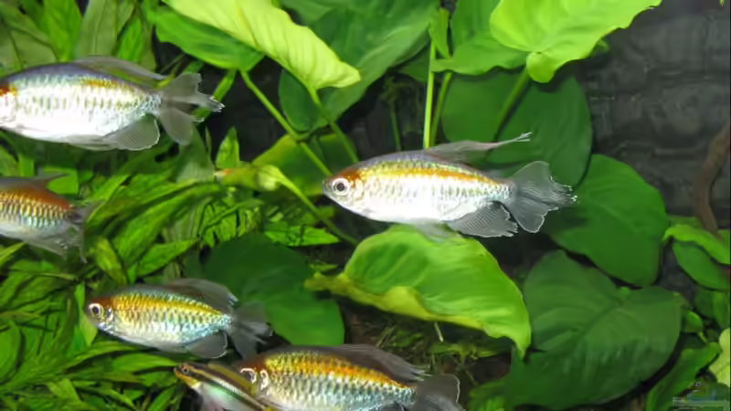 Salmler im Dickicht von Aquadog (4)