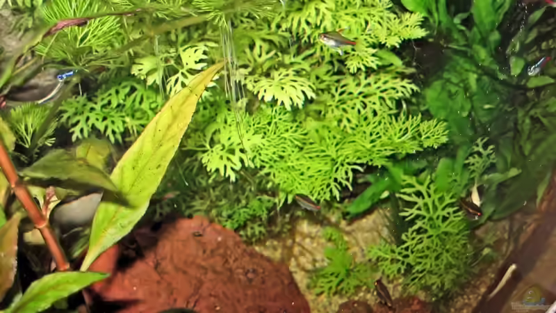 Salmler im Dickicht von Sebastian Philipp (25)