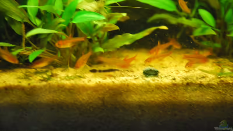 Salmler und Welse mit Planktontab von Peter Meyer (12)