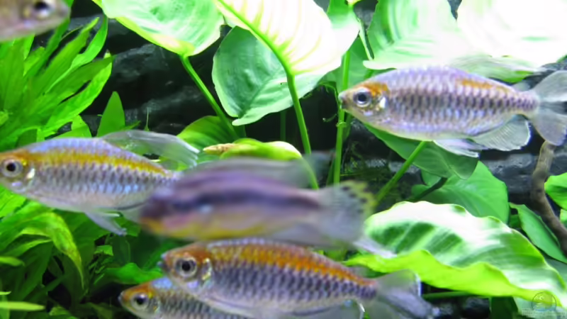 Salmler von Aquadog (8)