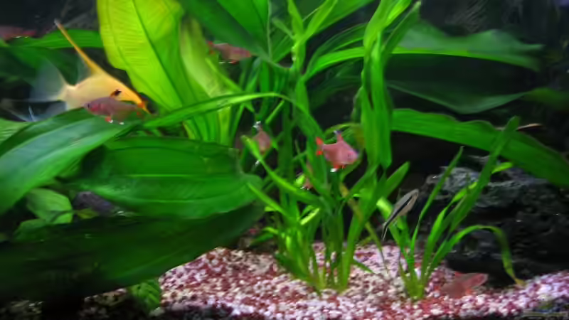 Salmler von Marco Weis (32)