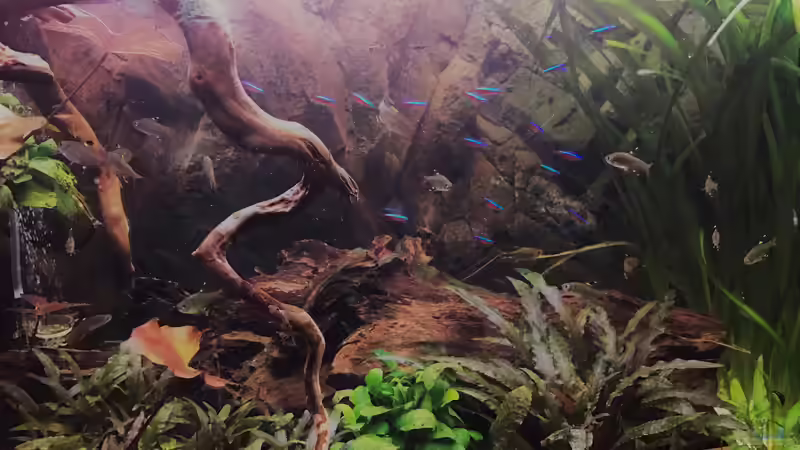 Salmler von Raven887 (68)