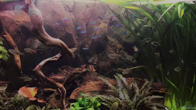 Salmler von Raven887 (69)