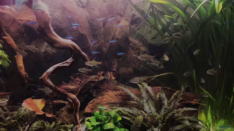 Salmler von Raven887 (70)