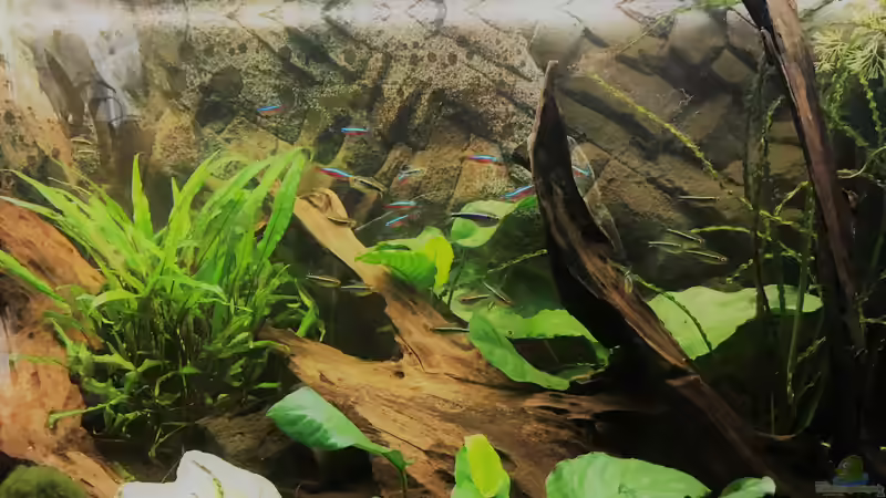 Salmler von Tina50 (19)