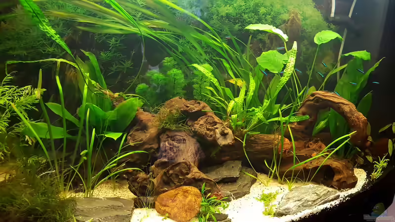 Salmler ziehen ihre Runden von painless Tdb-music (28)