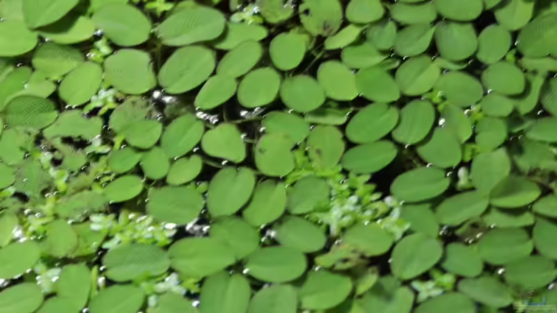 Salvinia 01/08/2014 von lomarraco (39)