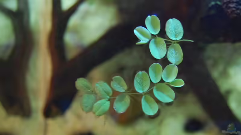 Salvinia Cucullata (Kapuzenartiger Schwimmfarn) von Berlin42 (43)