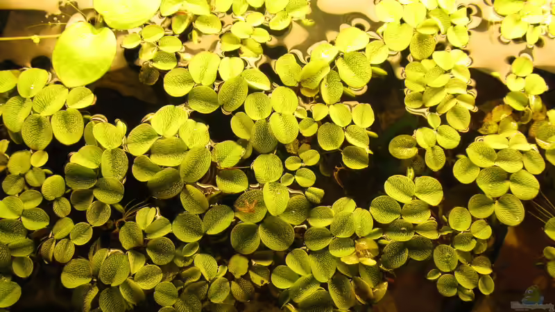 Salvinia minima von Der Bergzower (8)