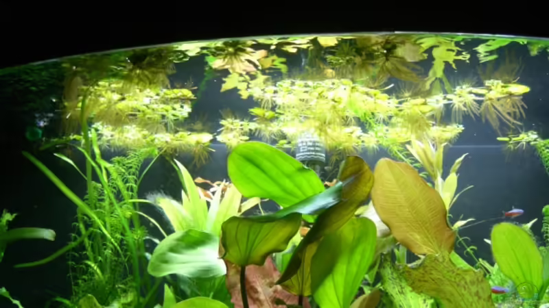 Salvinia natans im Aquarium (Einrichtungsbeispiele mit Gemeiner Schwimmfarn)