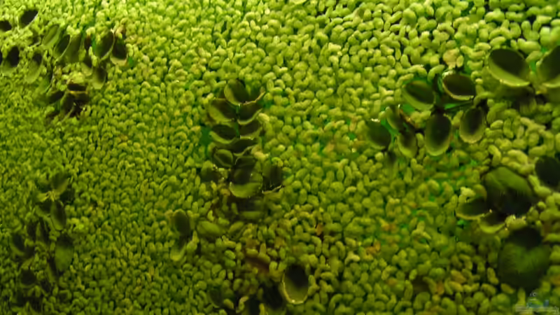 Salvinia natans - Lästiger Schwimmfarn und Lemna minor -  Kleine Wasserlinse von Peggy (18)