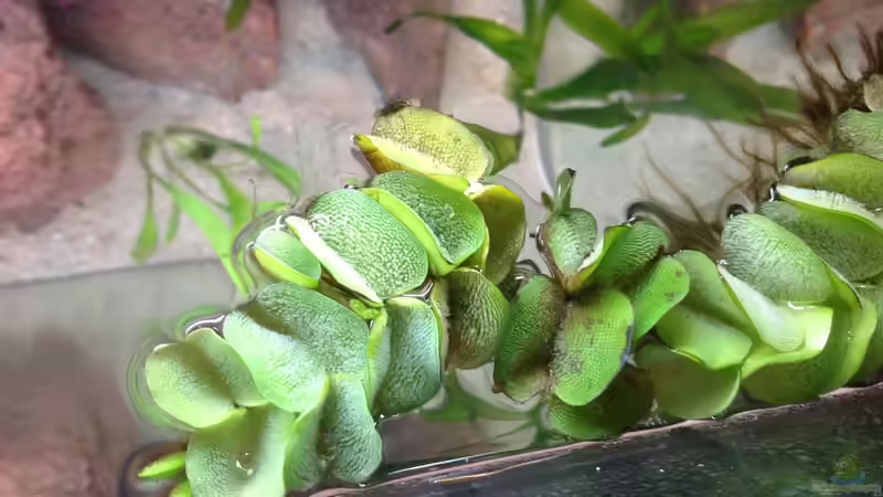 Salvinia natans, hat noch jede Menge zu tun, bevor alles voll damit ist :) von Baryo (8)