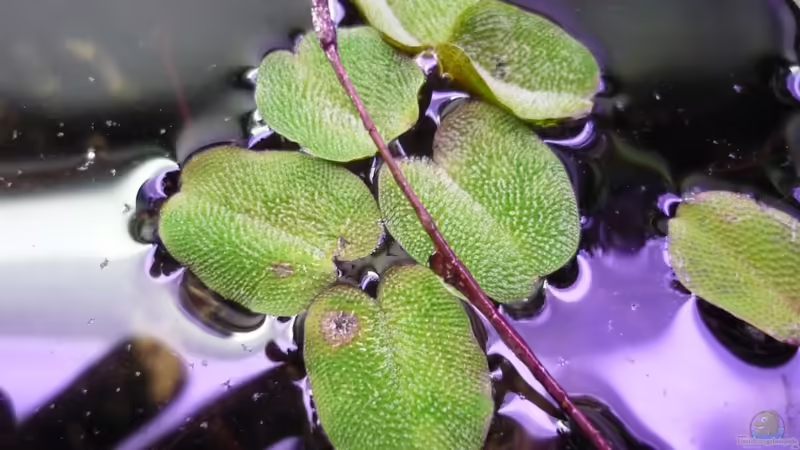 Salvinia natans von Chris_R. (12)